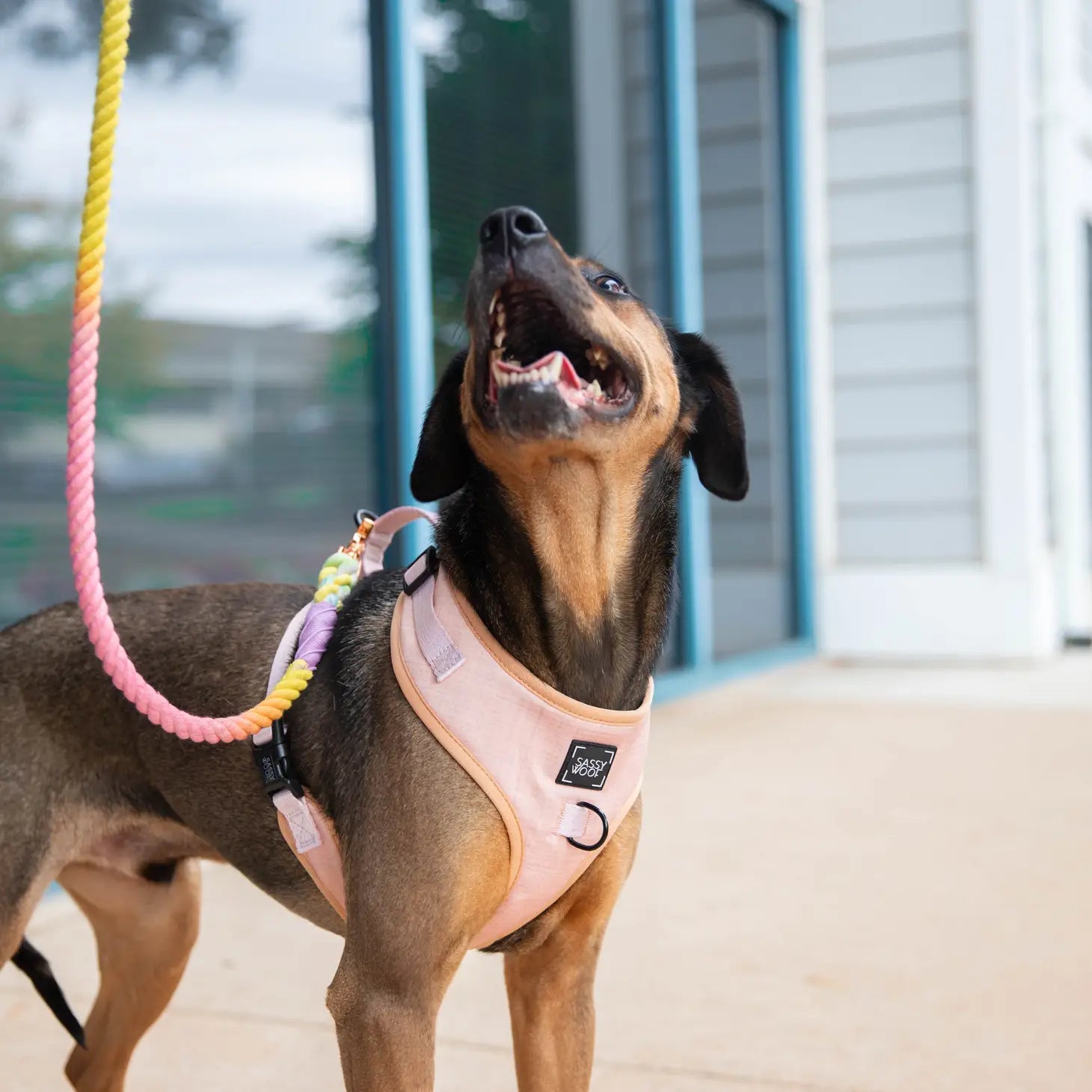 Dog Adjustable Harness - Mimi & Rae