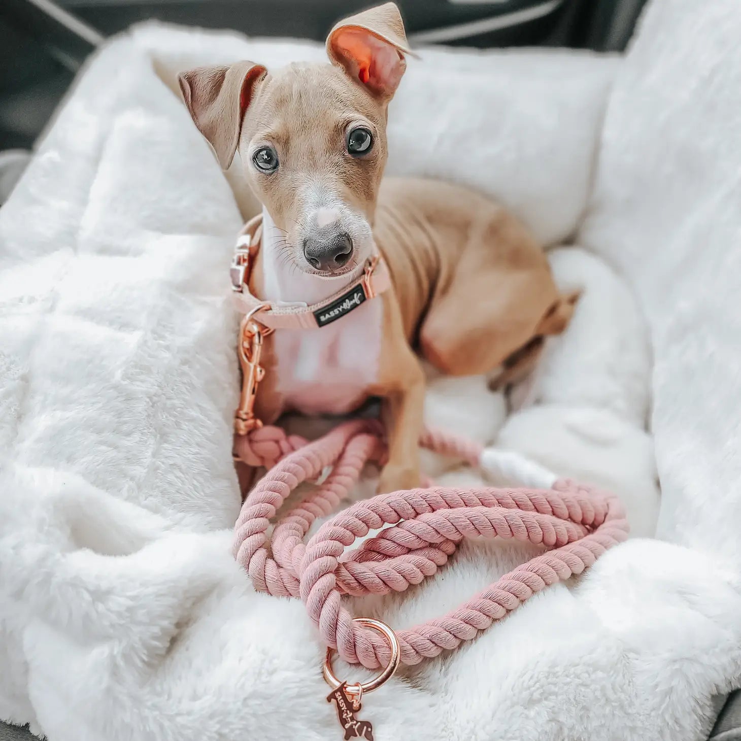 Dog Collar - Mimi & Rae