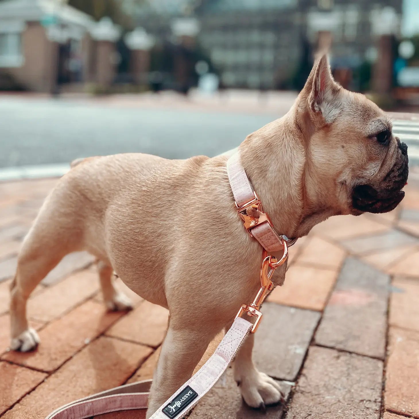 Dog Collar - Mimi & Rae