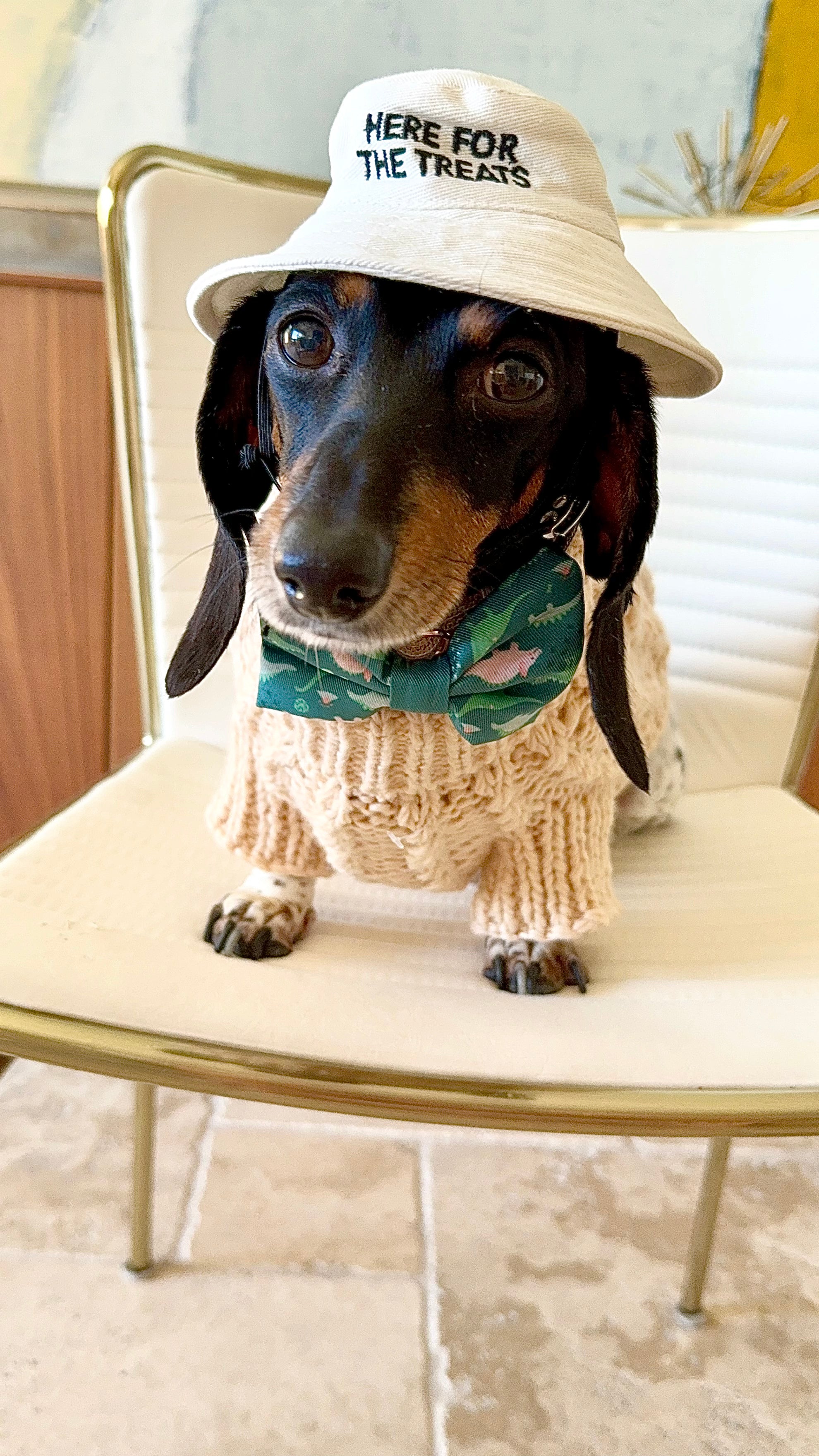 Dog Bucket Hat