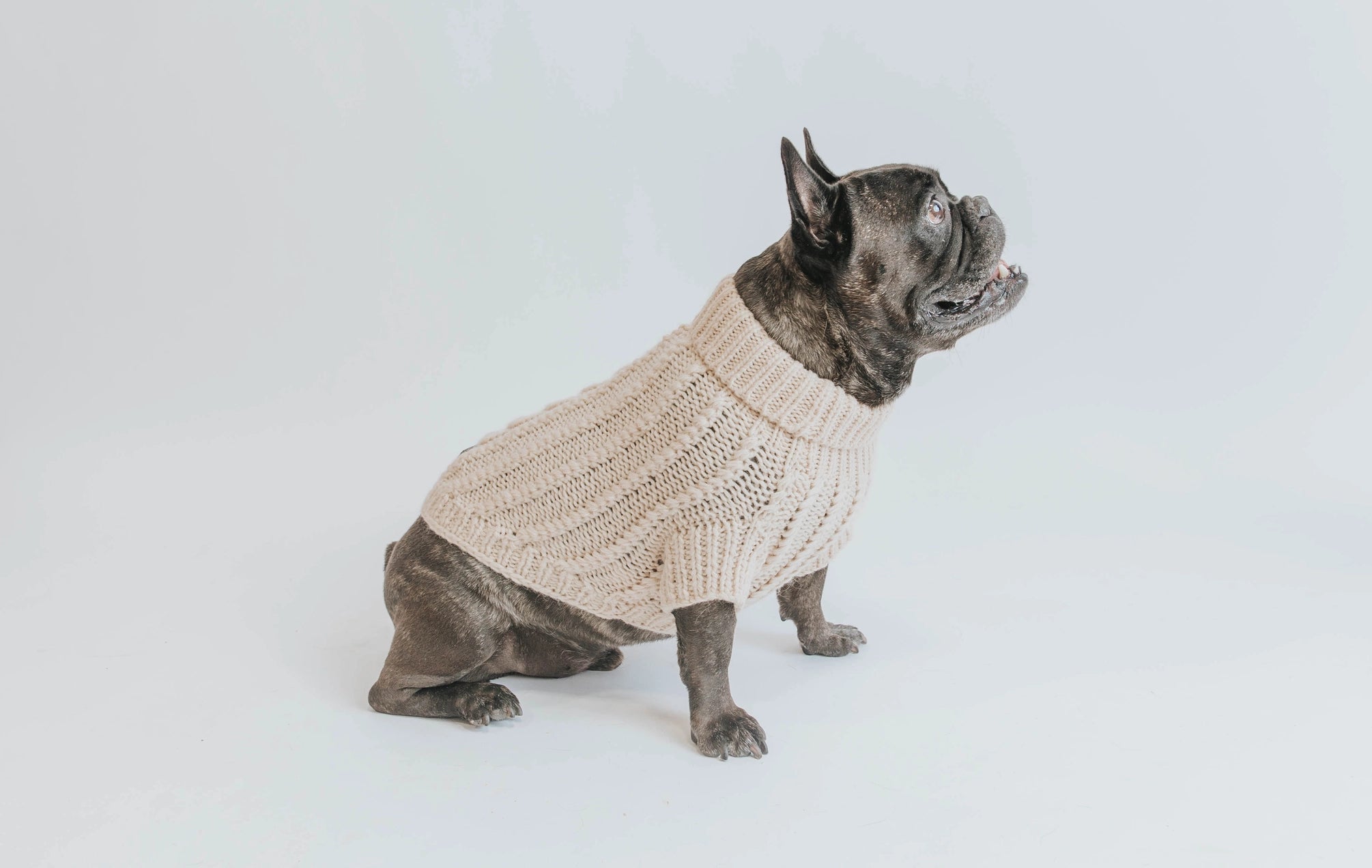 Dog Cable Knit Sweater