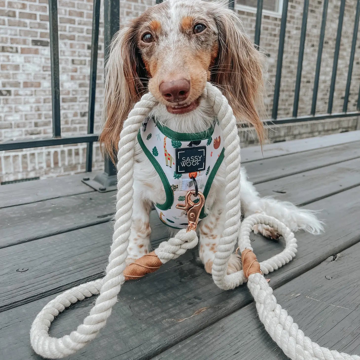 Dog Rope Leash