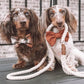 Dog Rope Leash