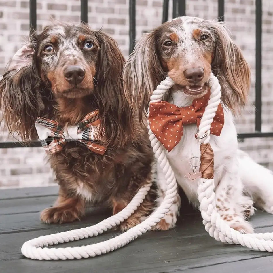 Dog Rope Leash